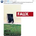 La Vérité Derrière la Vidéo Virale du Gorille Penseur