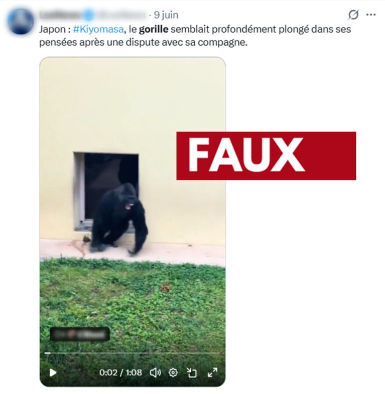 20cace90-b2ce-4bed-9c0e-be0afd9e2969 La Vérité Derrière la Vidéo Virale du Gorille Penseur
