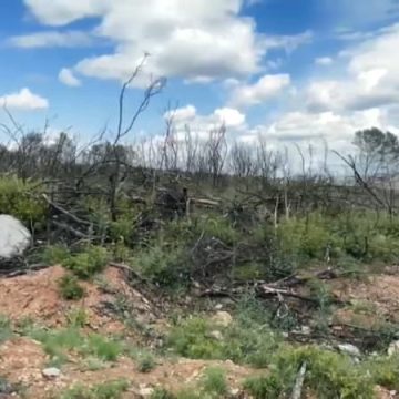 2d67a3ee-da3f-4fe9-aaf4-5d30e9192452 Le massif des Corbières dans l’Aude, neuf mois après l’incendie