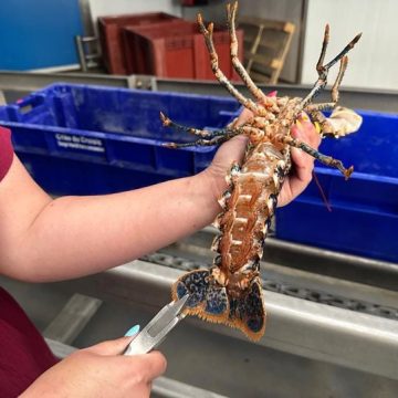31bd8ed6-6b66-435f-984a-12f3aba2fcc7 Des mesures pour préserver les homards au Croisic