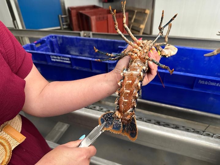 31bd8ed6-6b66-435f-984a-12f3aba2fcc7 Des mesures pour préserver les homards au Croisic