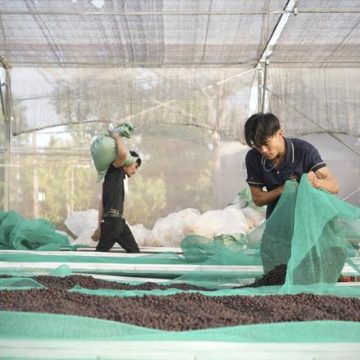 338ef9bf-aaa2-4fc2-98d9-a96f6ed7cb1c L’impact de la production de café au Vietnam