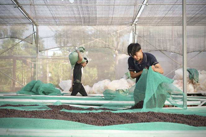 338ef9bf-aaa2-4fc2-98d9-a96f6ed7cb1c L’impact de la production de café au Vietnam