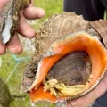 Prolifération du Rapana venosa : une espèce invasive menaçant l’écosystème maritime