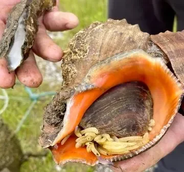 43d7debc-1161-4b45-b2de-282a8ccf5ab8 Prolifération du Rapana venosa : une espèce invasive menaçant l’écosystème maritime