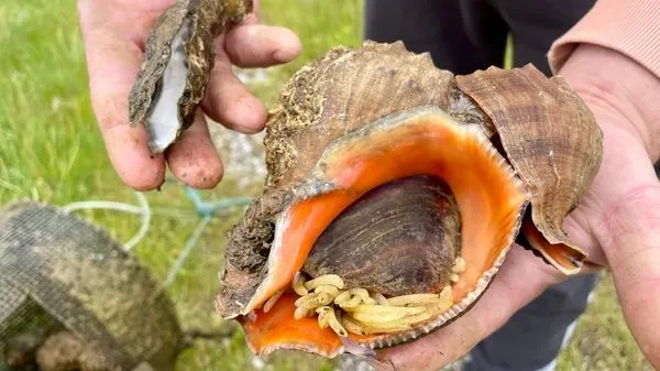 43d7debc-1161-4b45-b2de-282a8ccf5ab8 Prolifération du Rapana venosa : une espèce invasive menaçant l’écosystème maritime