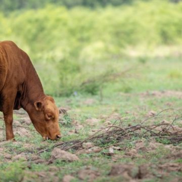 La menace de la lucilie bouchère au Texas