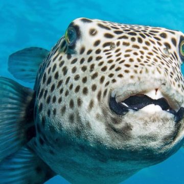La menace du poisson-globe en Méditerranée