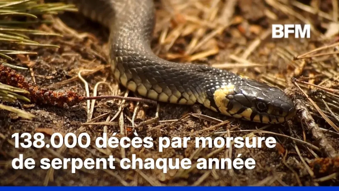 Conséquences du changement climatique sur les serpents venimeux