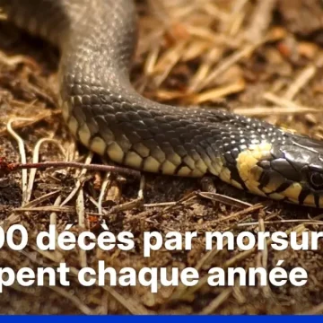 Conséquences du changement climatique sur les serpents venimeux
