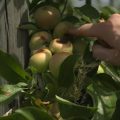 La sécheresse éclair menace les cultures dans le Lot-et-Garonne