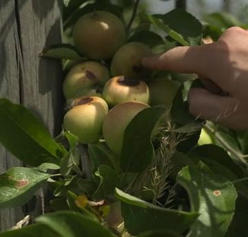 La sécheresse éclair menace les cultures dans le Lot-et-Garonne