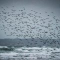 La France accroît ses zones maritimes protégées sans renforcer les mesures de conservation