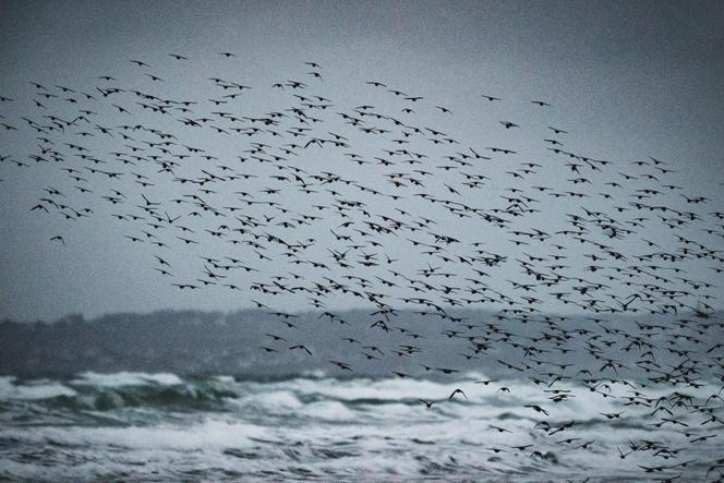 71464e6d-6e00-479f-8b25-1d6998736bb8 La France accroît ses zones maritimes protégées sans renforcer les mesures de conservation