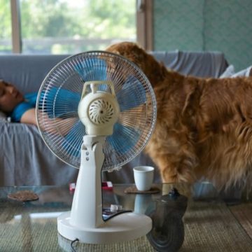 75b3458c-b930-4ed7-ab99-bffaceeb6167 Urgences vétérinaires et canicule : les risques pour les animaux
