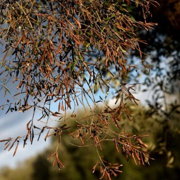 9c849c65-8f12-47e9-a1a8-d9b00432b589 Les oliviers des Pouilles face à Xylella Fastidiosa