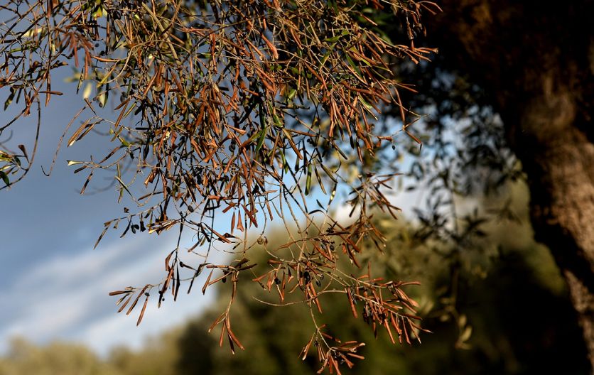 9c849c65-8f12-47e9-a1a8-d9b00432b589 Les oliviers des Pouilles face à Xylella Fastidiosa