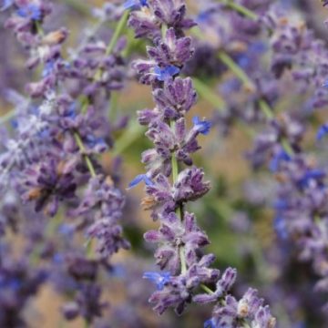 Plantes Résistantes à la Sécheresse pour un Jardin Estival