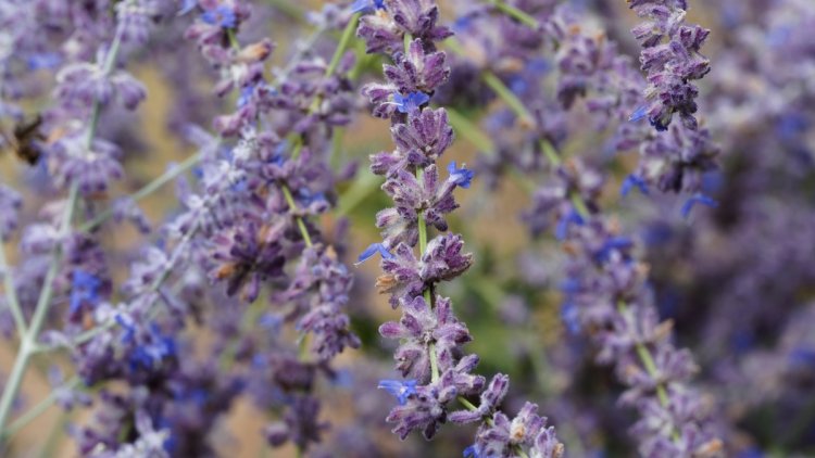 af64443f-24de-4f37-93a3-df4128de522a Plantes Résistantes à la Sécheresse pour un Jardin Estival