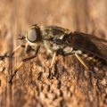 Le taon : un insecte à craindre
