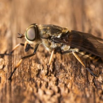 Le taon : un insecte à craindre