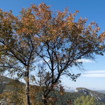 Accès limité aux massifs forestiers du Var en raison de risques d&rsquo;incendie