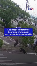 Japon : Les attaques d’ours en milieu urbain