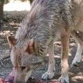 Découverte de la Faune Sauvage en Lozère