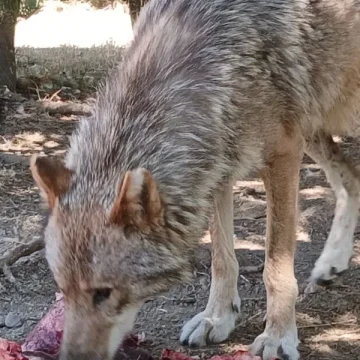 Découverte de la Faune Sauvage en Lozère