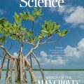 Les mangroves, héroïnes méconnues de la nature