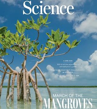 Les mangroves, héroïnes méconnues de la nature
