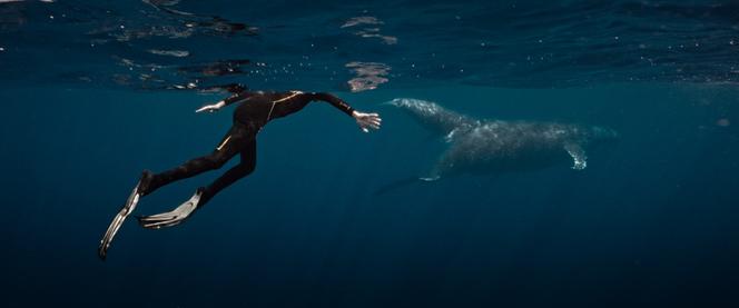 e003dd5a-c73c-4eaa-b80d-862a7f2198e2 Documentaire sur Rone et les Baleines