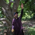 La crise des exportations de mangues au Pakistan
