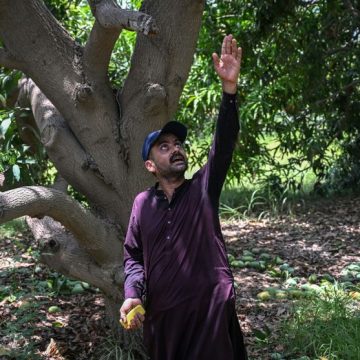 La crise des exportations de mangues au Pakistan