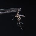 La Guyane frappée par une épidémie de chikungunya