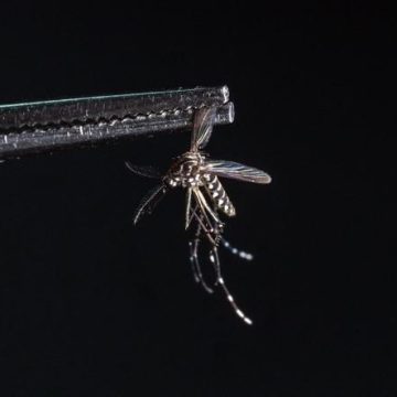 f4f81f80-042f-4671-af79-72f26bcbed51 La Guyane frappée par une épidémie de chikungunya