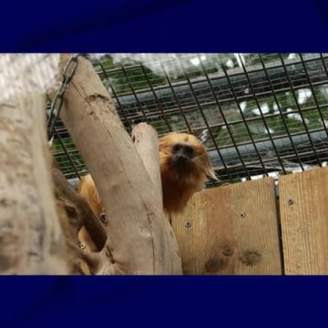 Le retour de Zlatka, la femelle tamarin lion doré au Zoo de Beauval