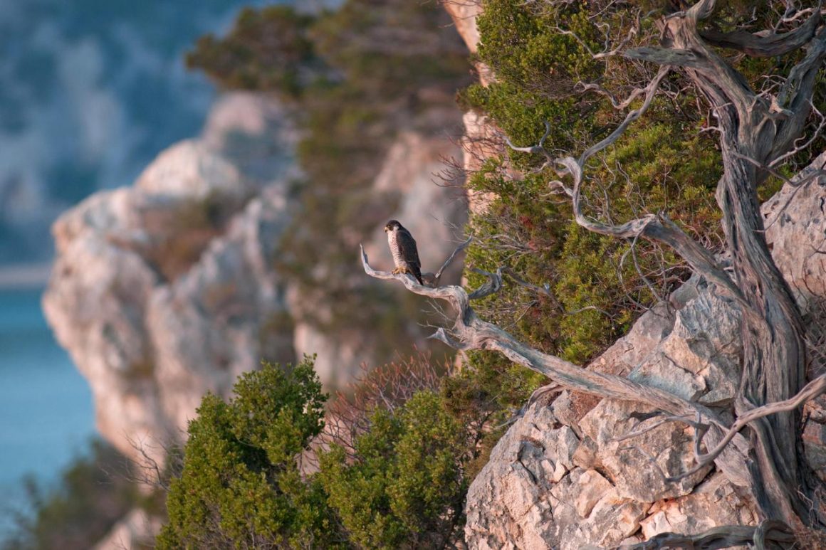 Voyage à travers la Barbagia en Sardaigne