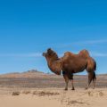 Stratégies de survie des animaux dans les déserts