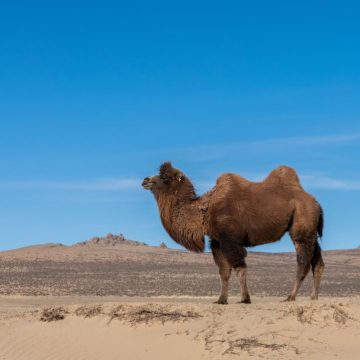 f896700a-4b7b-4731-a462-2255e011a60b Stratégies de survie des animaux dans les déserts
