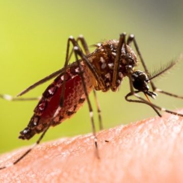 Chikungunya : prévention et symptômes à surveiller