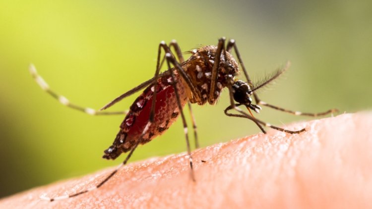 f94b0c82-529a-482e-99b7-fb2110748a52 Chikungunya : prévention et symptômes à surveiller