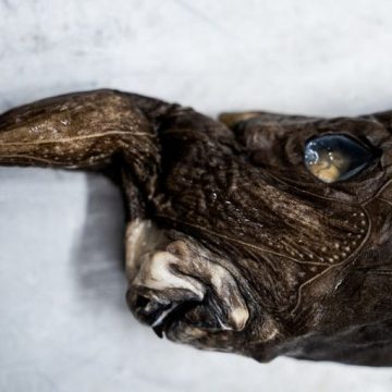 COSTA RICA-ENVIRONMENT-ANIMAL-SHARK Découverte d’une nouvelle espèce de requin fantôme au Costa Rica