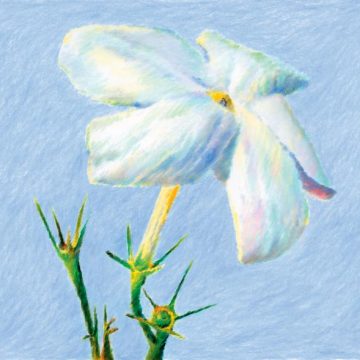 La Récolte Précieuse du Jasmin à Grasse