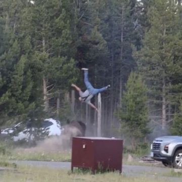 Un touriste gravement blessé par un bison en colère à Yellowstone