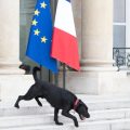Politique et Protection des Animaux : Analyse des Actions des Candidats