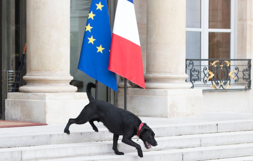 Elysee palace cabient meeting Politique et Protection des Animaux : Analyse des Actions des Candidats