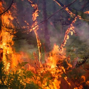 2153eda8-6f76-4255-8b70-e995c25b581a Incendies en forêt de Fontainebleau : deux pompiers blessés lors des opérations