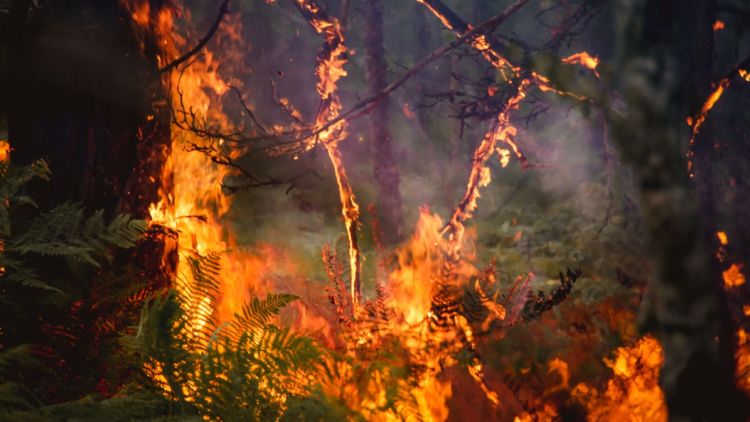 2153eda8-6f76-4255-8b70-e995c25b581a Incendies en forêt de Fontainebleau : deux pompiers blessés lors des opérations