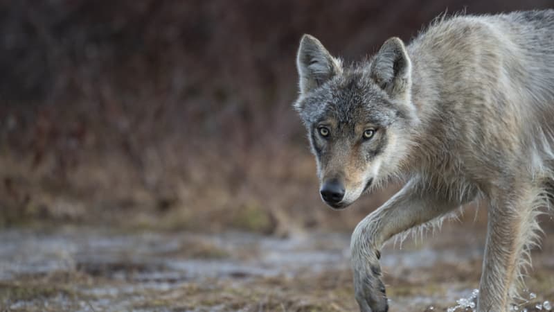2488ea4f-fa4e-4ea3-a78e-20ec6aa5c479 Interpellation pour destruction illégale de loups dans les Hautes-Alpes